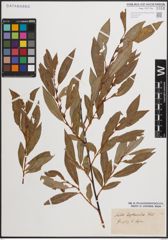 Foto von Salix daphnoides Vill.